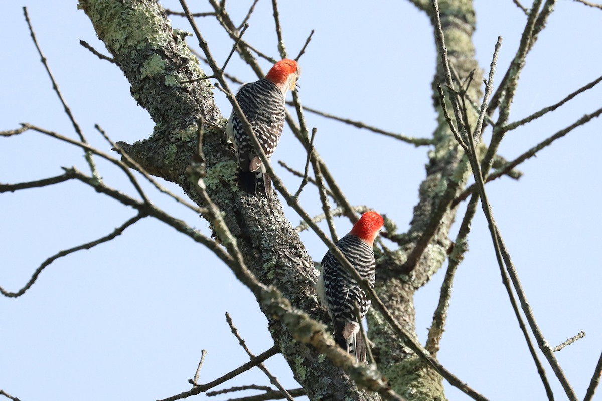 Red-bellied Woodpecker - ML618747900