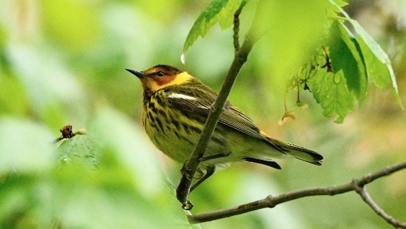 Cape May Warbler - ML618747955