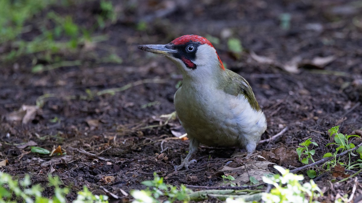 Eurasian Green Woodpecker - ML618747966