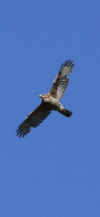 Red-tailed Hawk - ML618747971