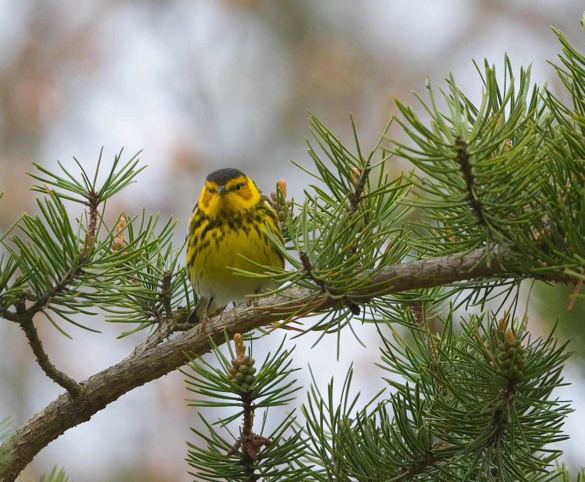 Cape May Warbler - ML618747990
