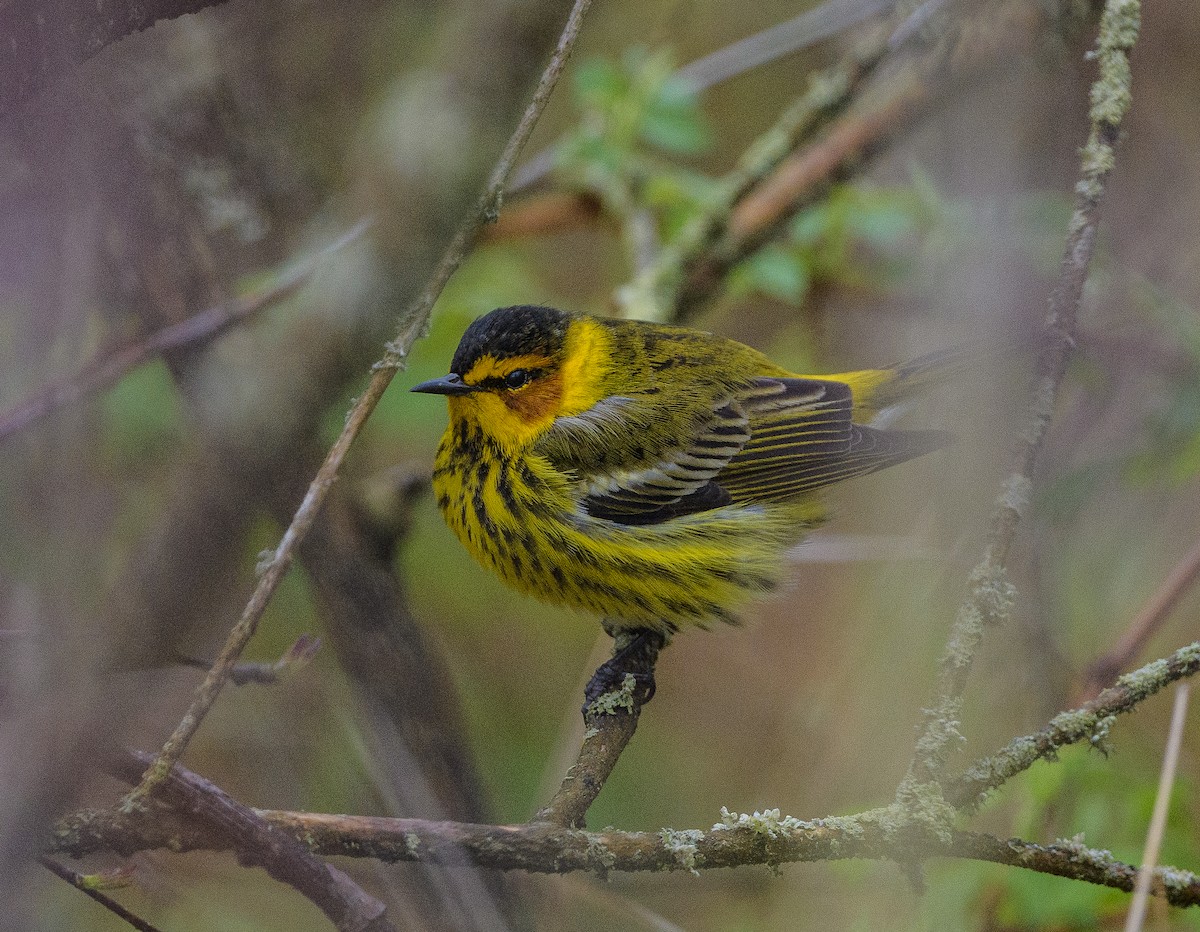 Cape May Warbler - ML618747994