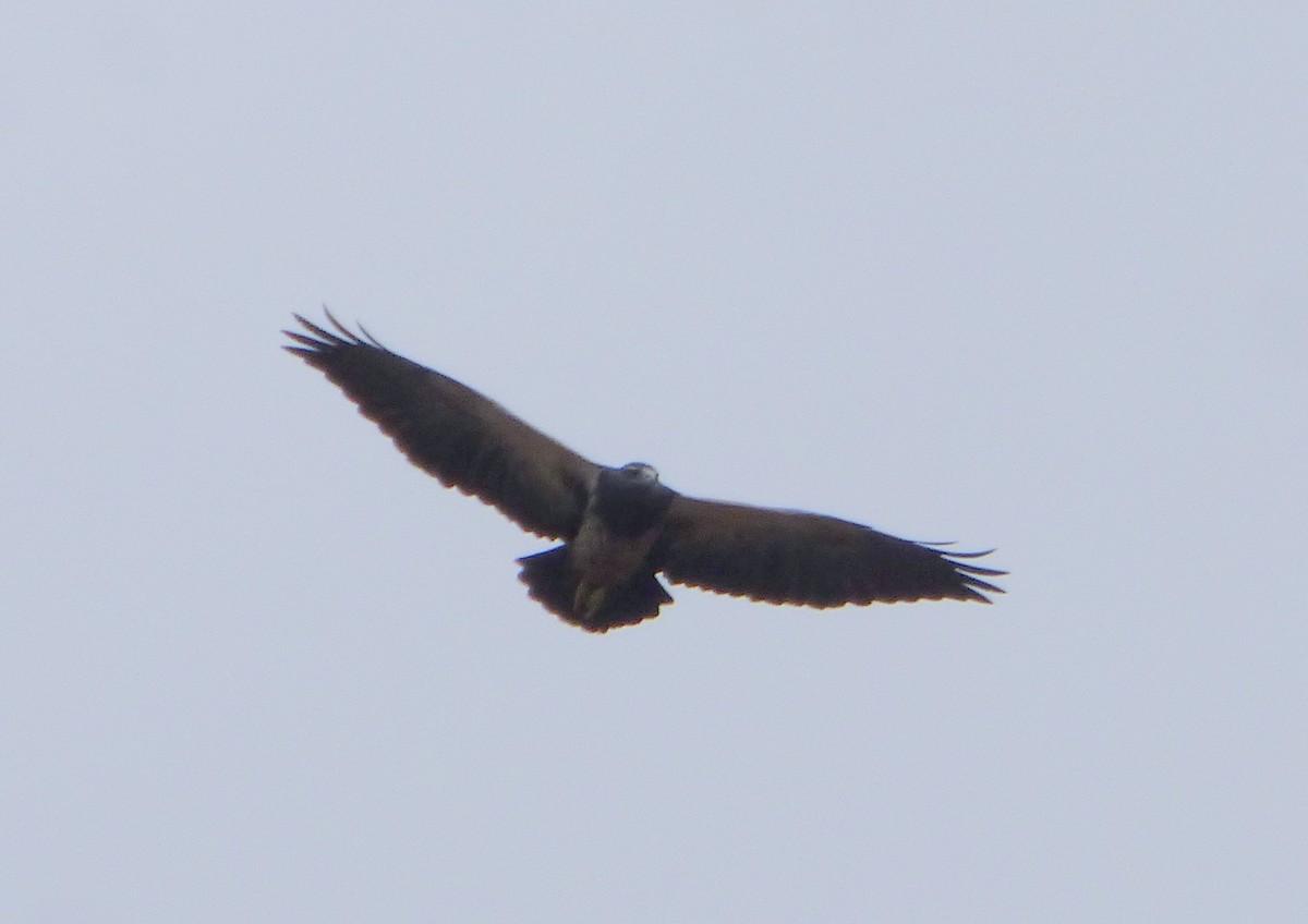 Black-chested Buzzard-Eagle - ML618748024