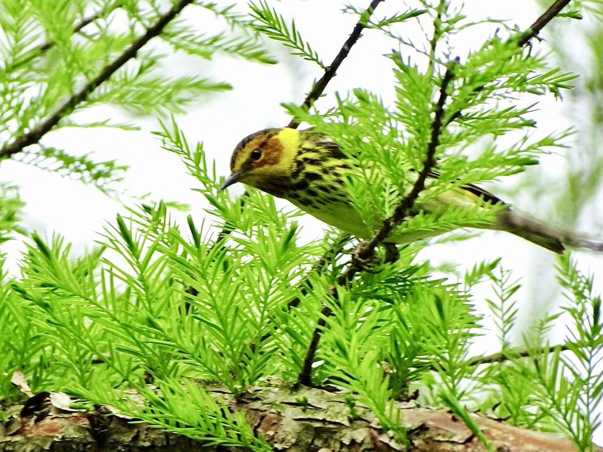 Cape May Warbler - ML618748070