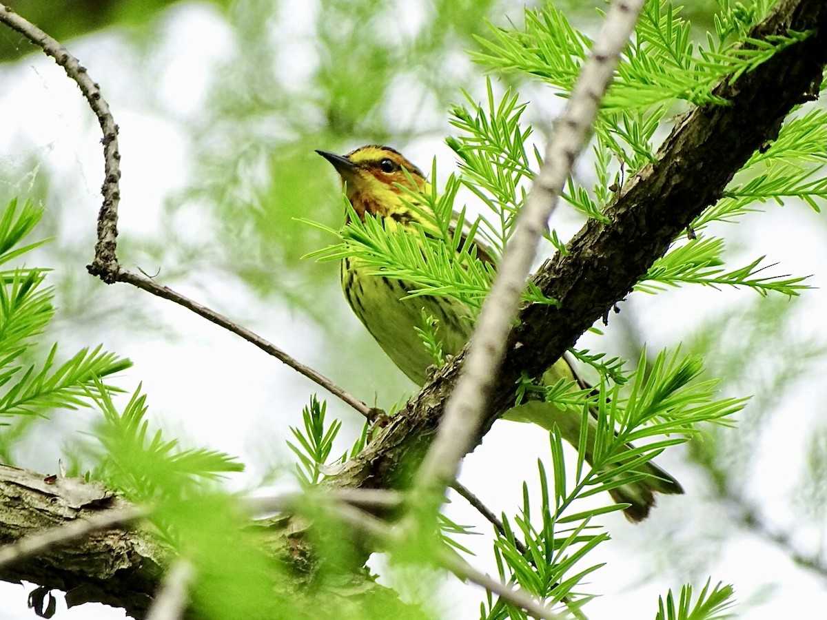 Cape May Warbler - ML618748072