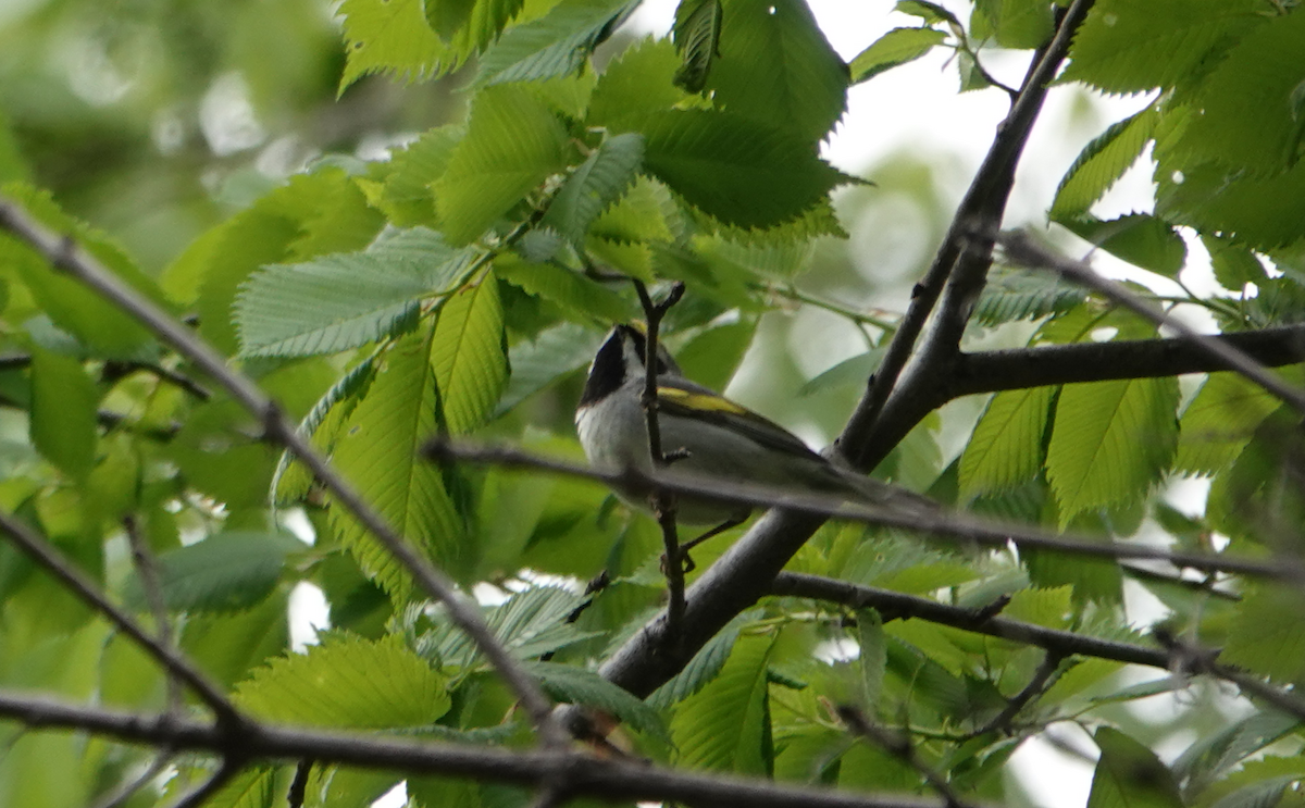 Golden-winged Warbler - William Boyes
