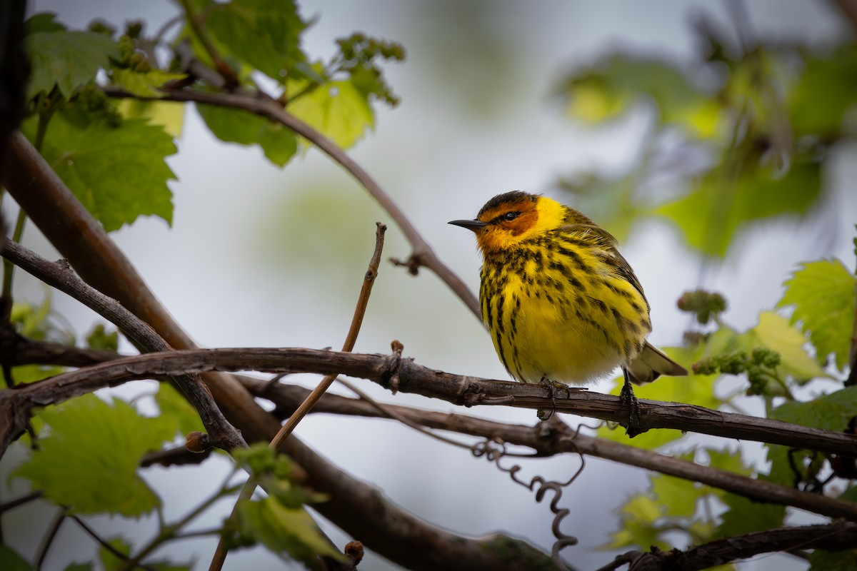Cape May Warbler - ML618748092