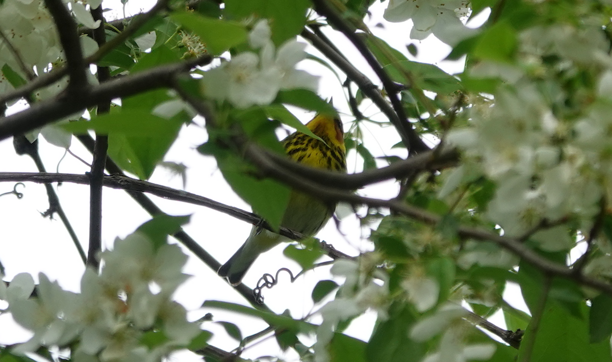 Cape May Warbler - ML618748111