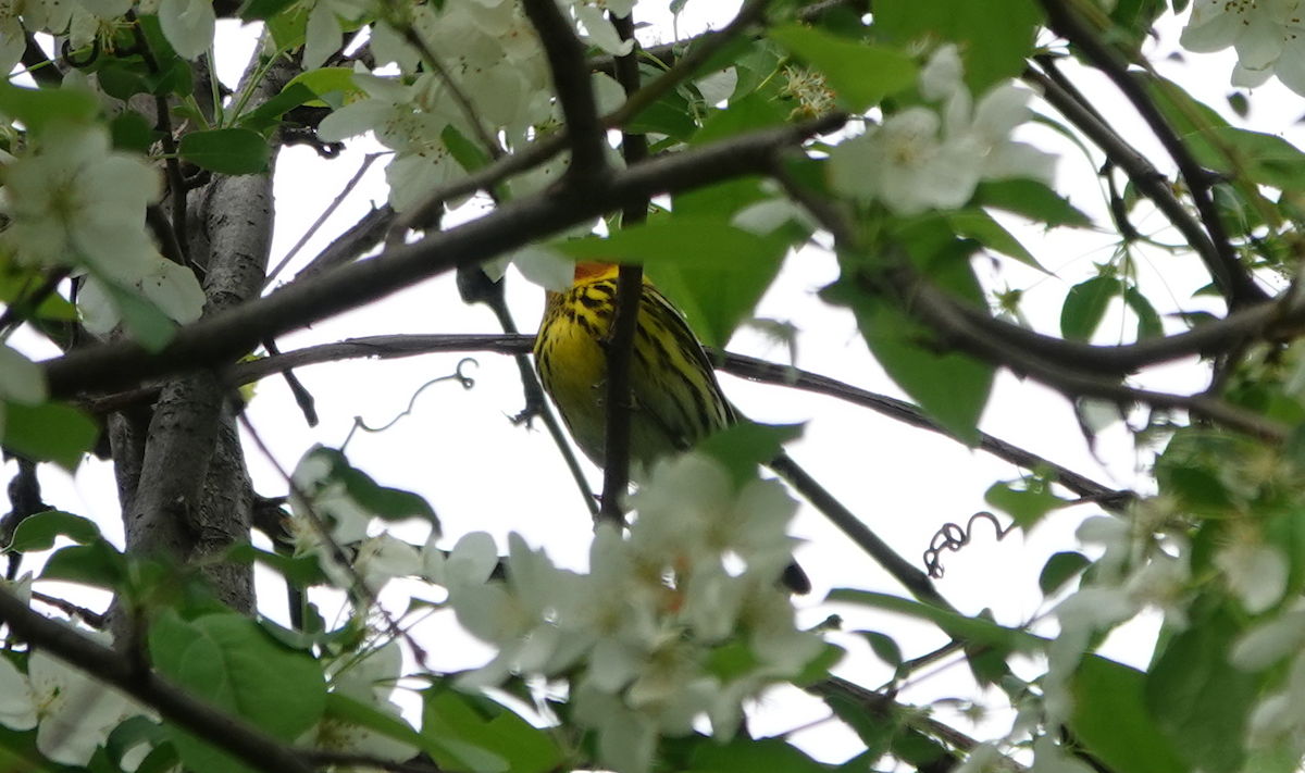 Cape May Warbler - ML618748112