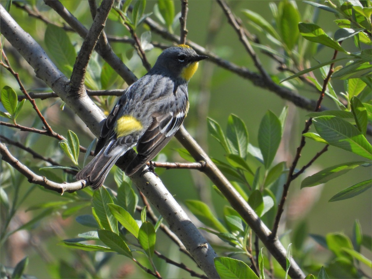 Yellow-rumped Warbler (Audubon's) - ML618748123