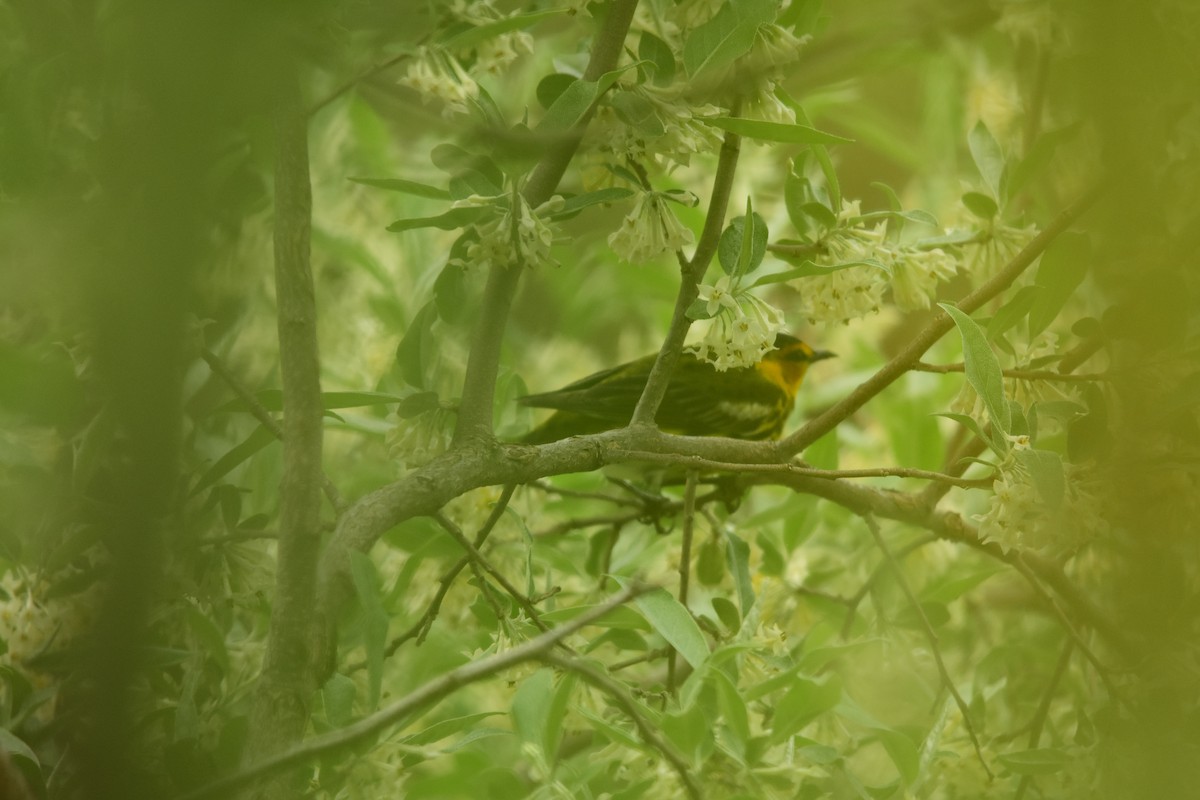 Cape May Warbler - ML618748134