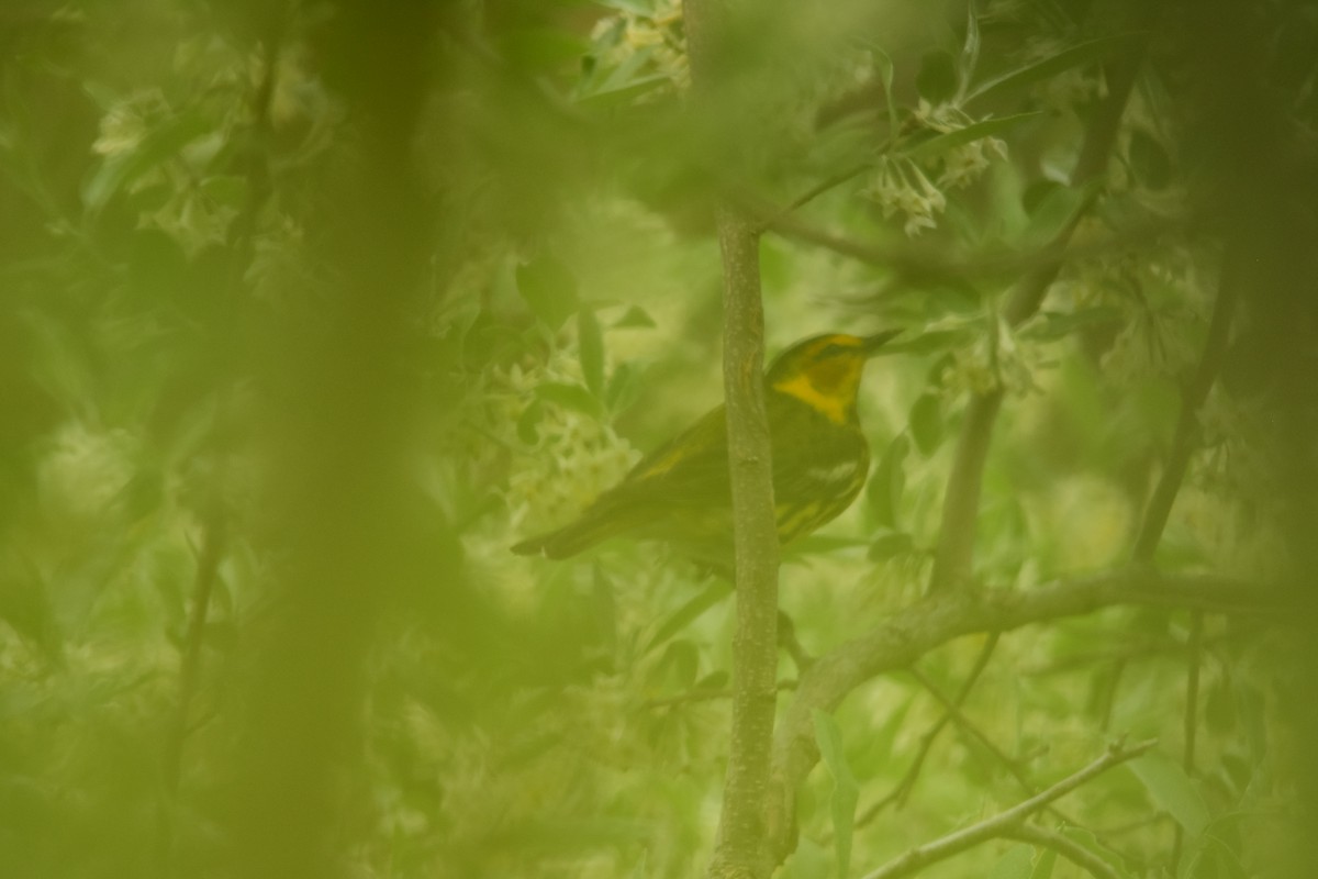 Cape May Warbler - ML618748135