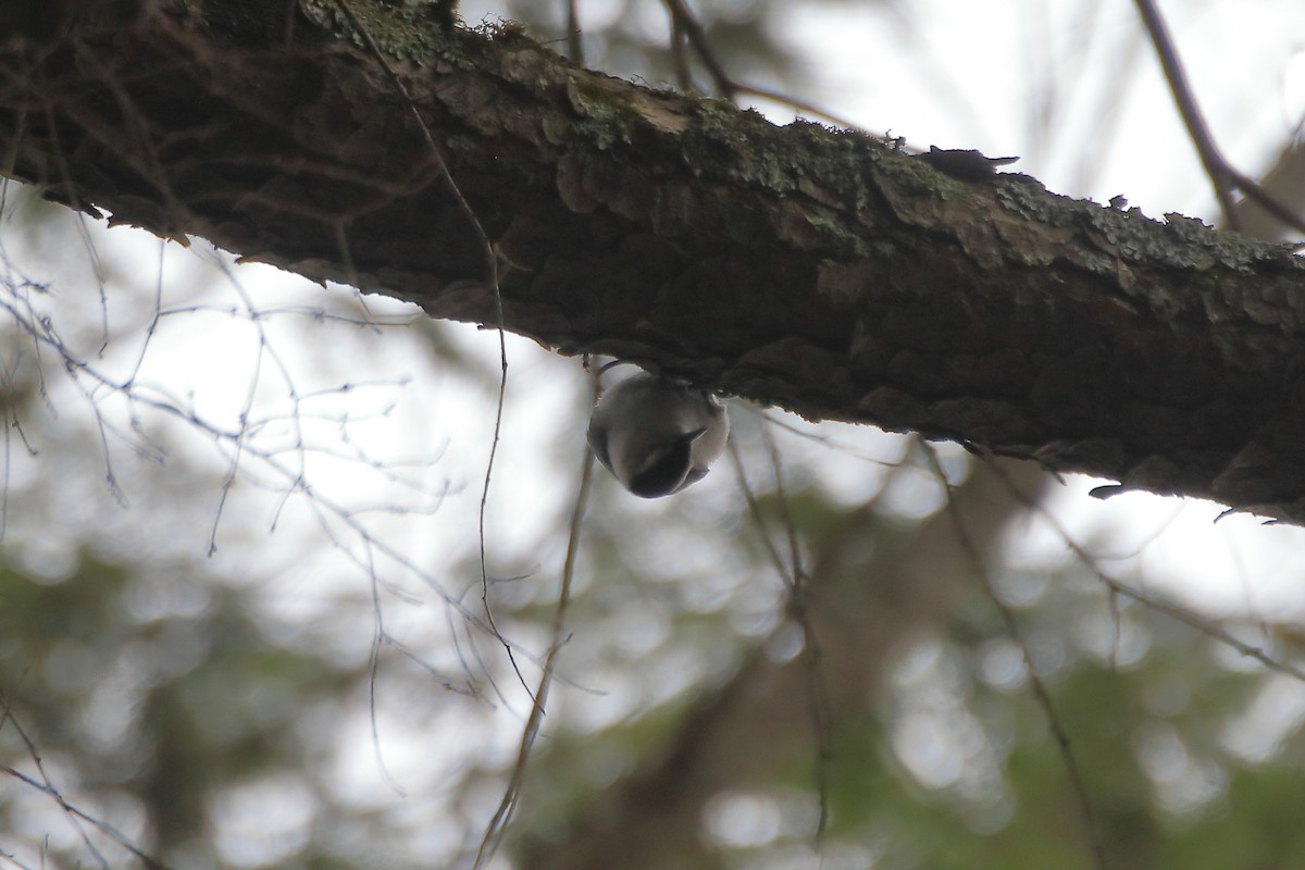 White-breasted Nuthatch (Eastern) - ML618748152
