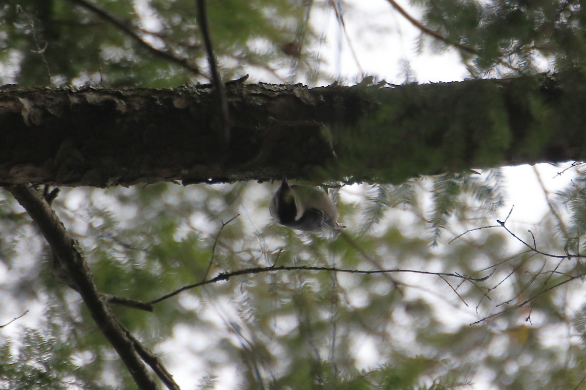 White-breasted Nuthatch (Eastern) - ML618748154