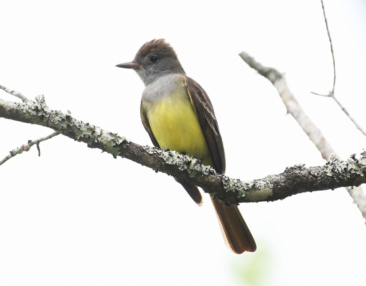 Great Crested Flycatcher - ML618748161