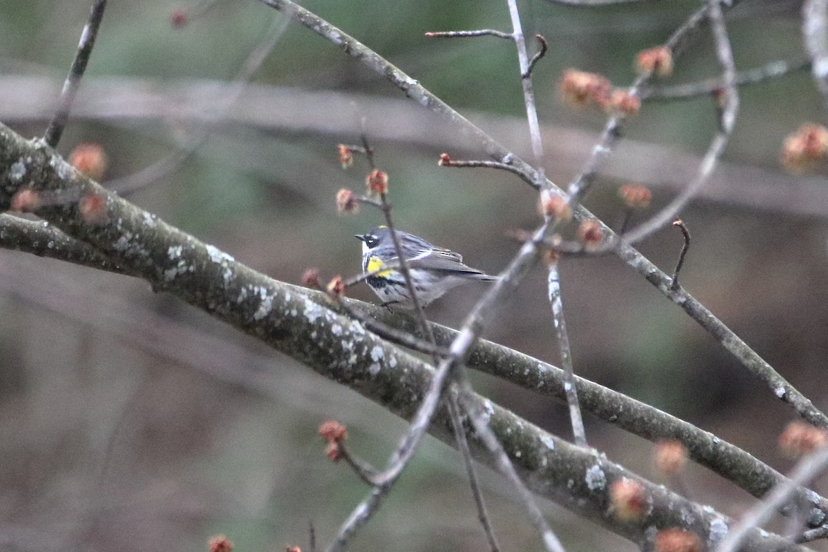 Yellow-rumped Warbler (Myrtle) - ML618748166