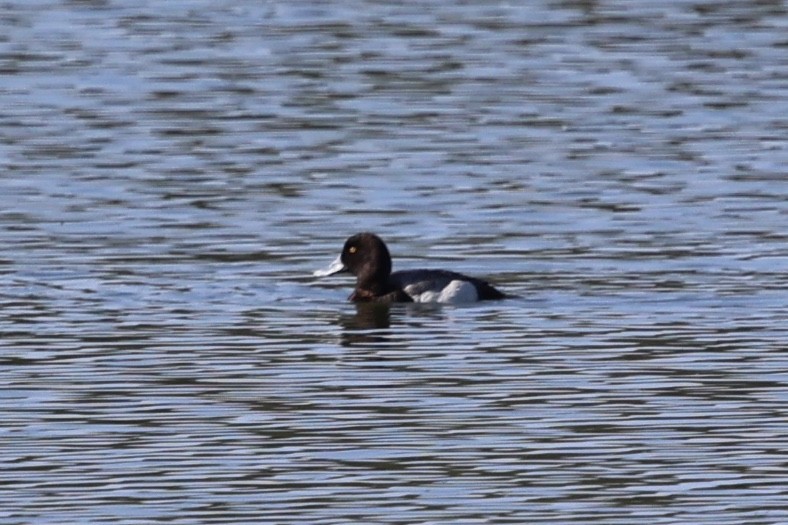 Greater/Lesser Scaup - ML618748251
