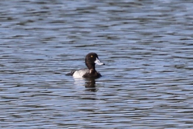 Greater/Lesser Scaup - ML618748252