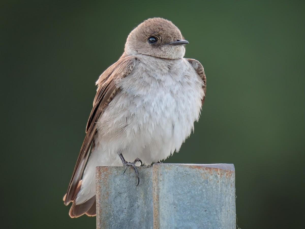 Northern Rough-winged Swallow - Jeffrey Hale