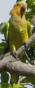 Brown-throated Parakeet - ML618748275
