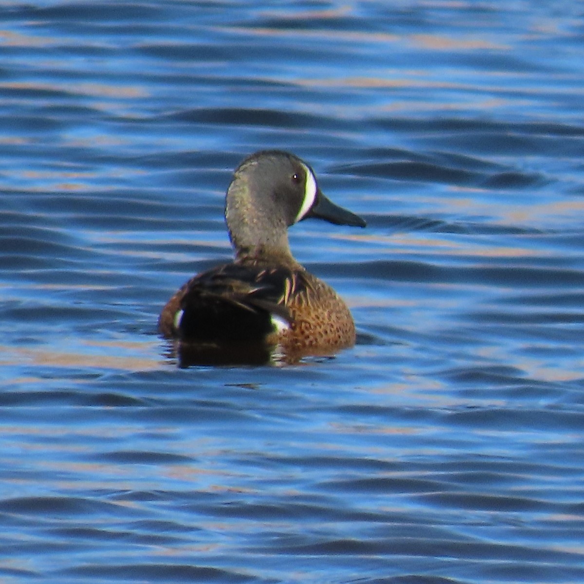 Blue-winged Teal - ML618748320
