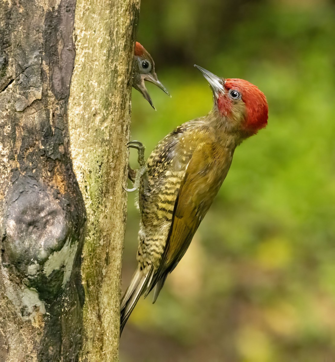 Rufous-winged Woodpecker - ML618748370