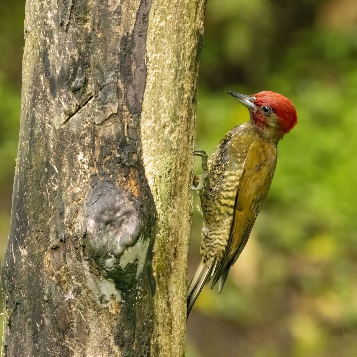 Rufous-winged Woodpecker - ML618748371