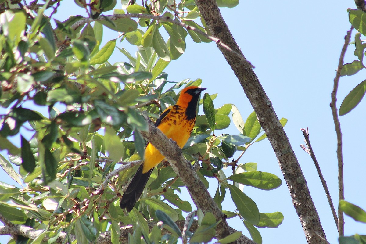 Spot-breasted Oriole - ML618748372