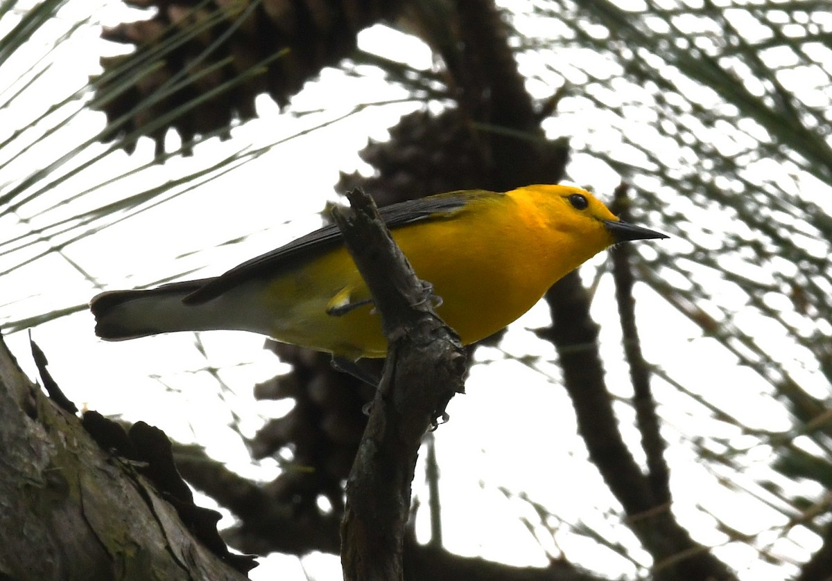 Prothonotary Warbler - ML618748416