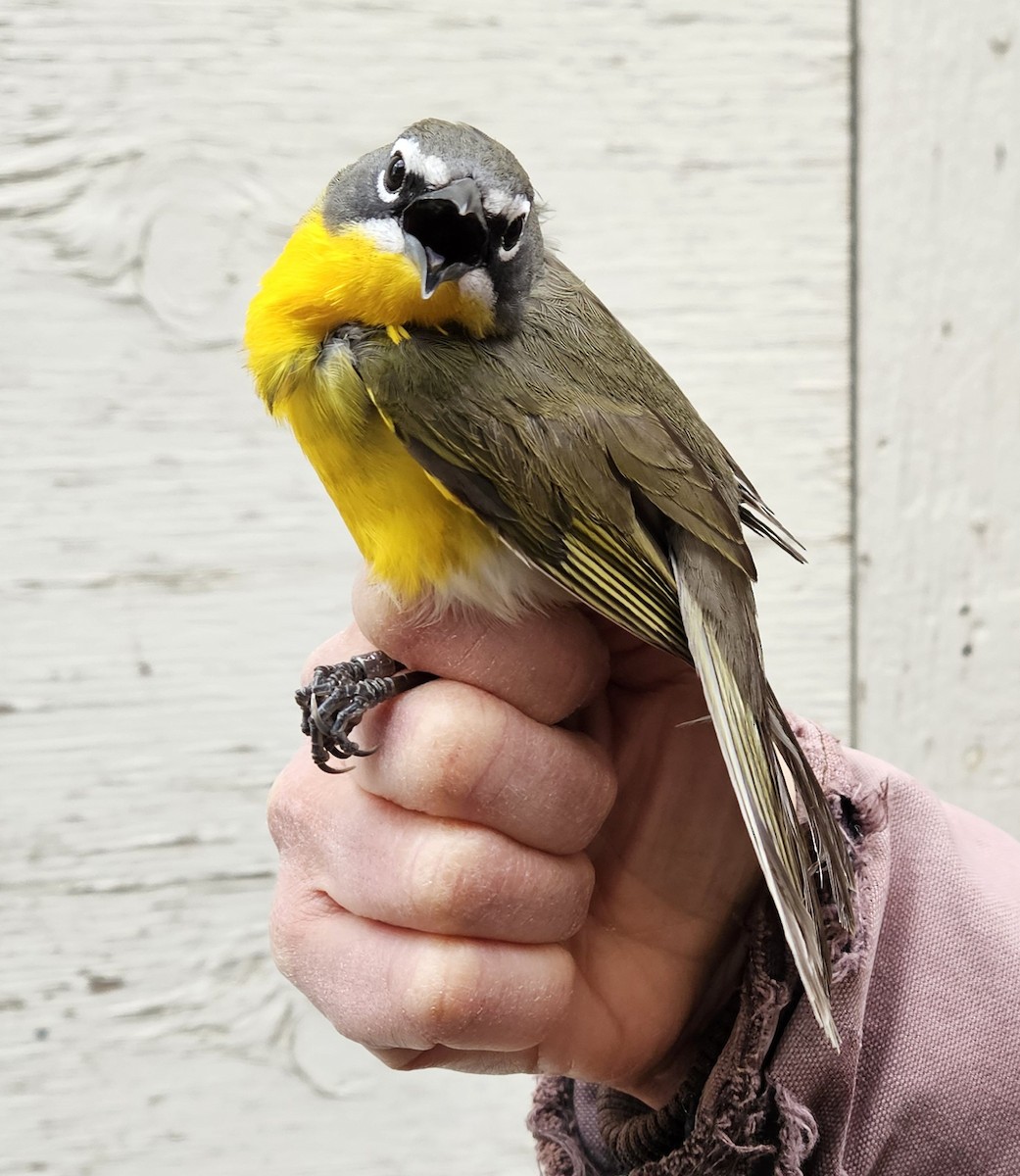 Yellow-breasted Chat - ML618748425