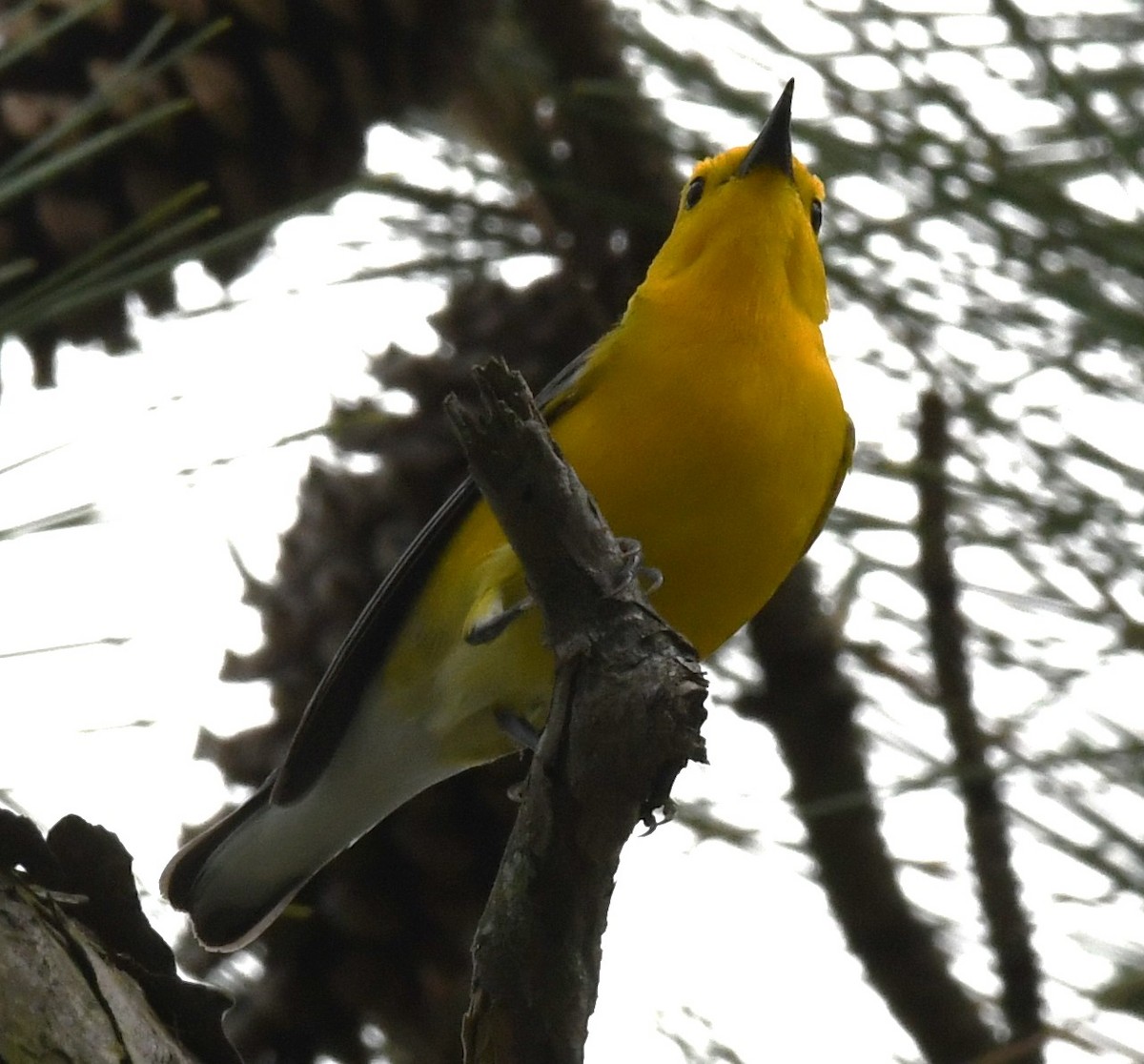 Prothonotary Warbler - ML618748468
