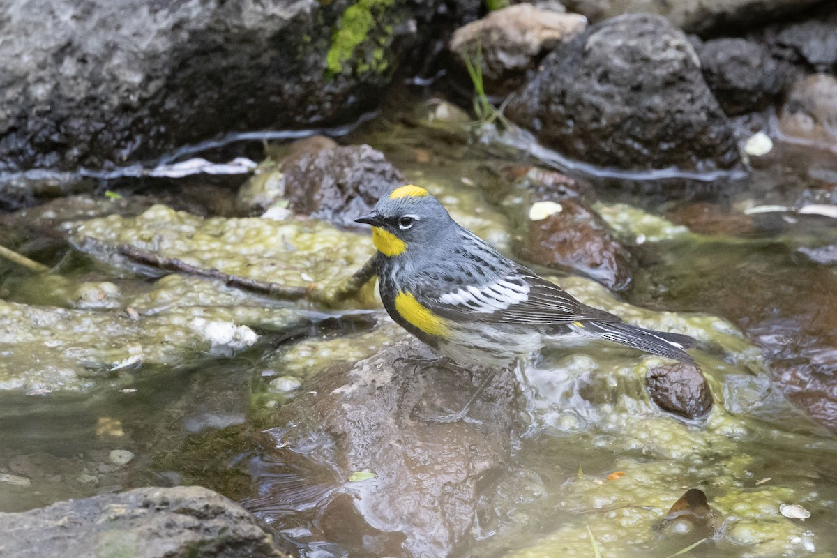 Yellow-rumped Warbler (Audubon's) - ML618748488