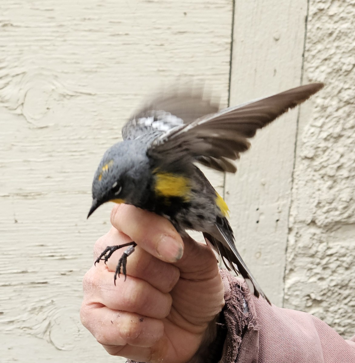 Yellow-rumped Warbler (Audubon's) - ML618748526
