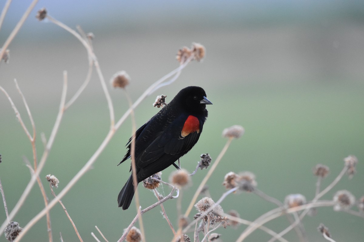 Red-winged Blackbird - ML618748528