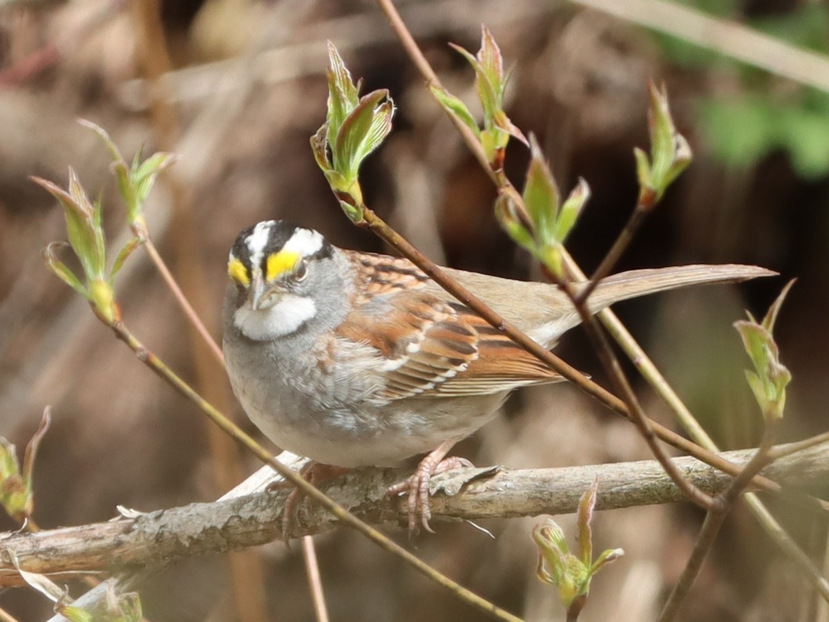 White-throated Sparrow - ML618748543