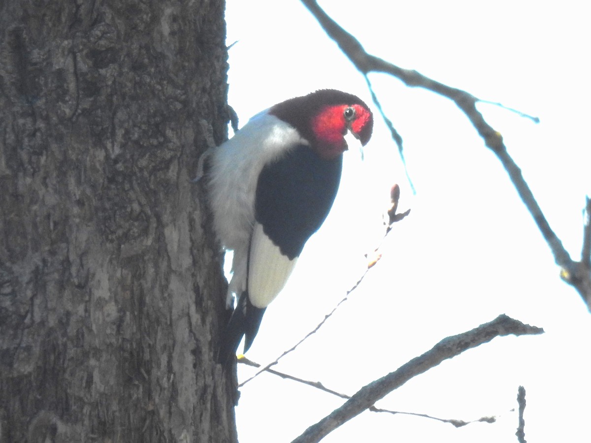 Red-headed Woodpecker - ML618748554