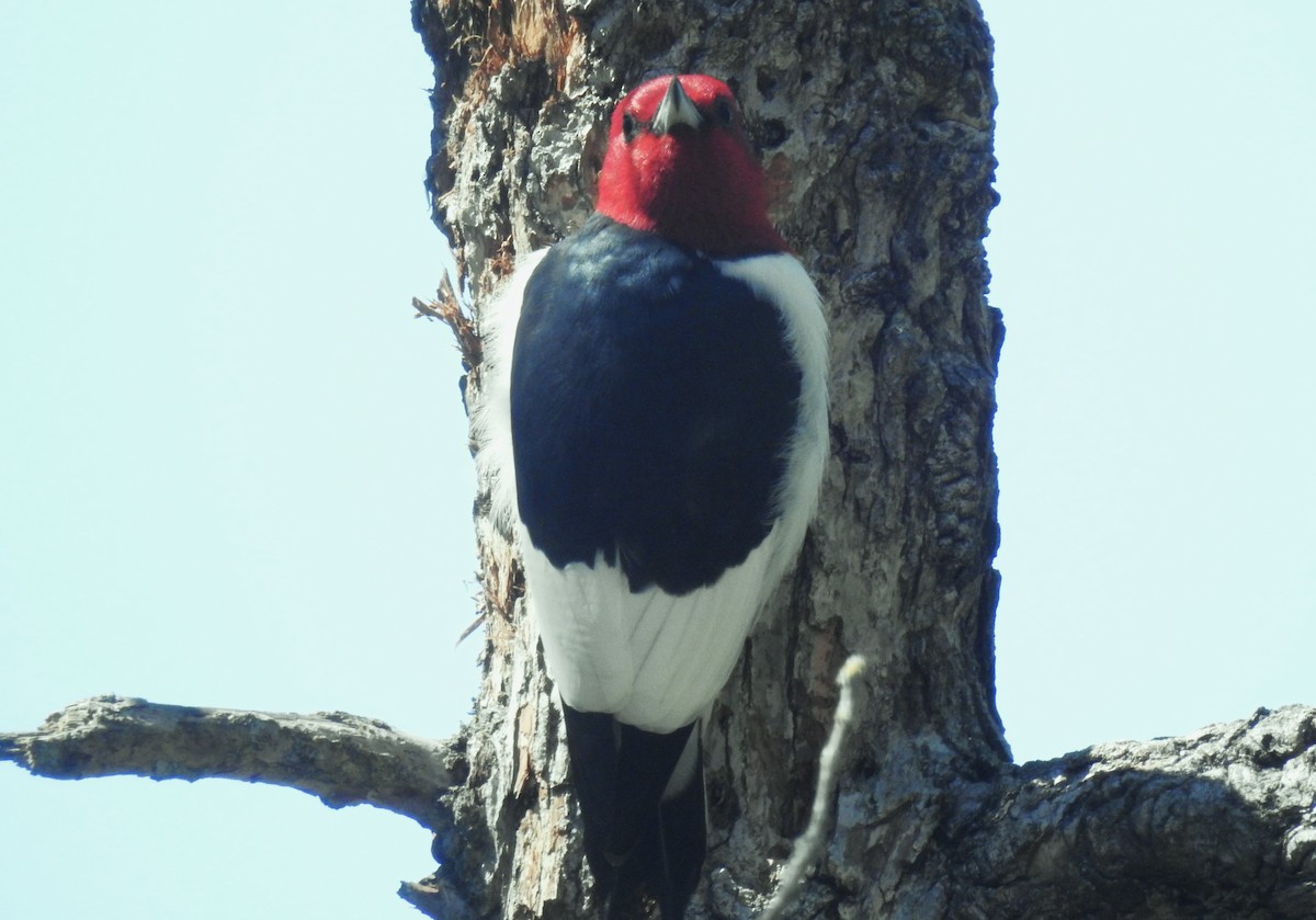 Red-headed Woodpecker - ML618748555
