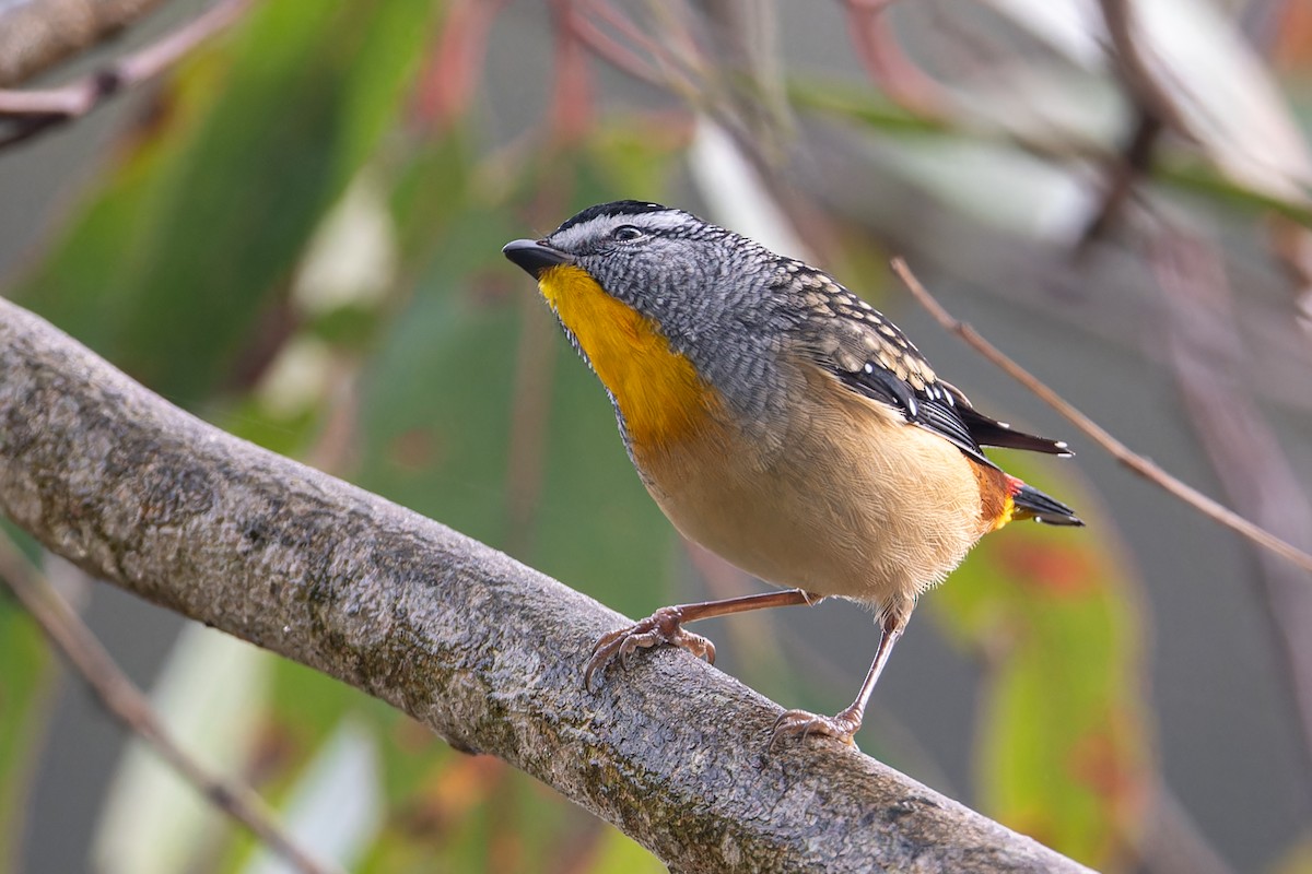Spotted Pardalote - ML618748561