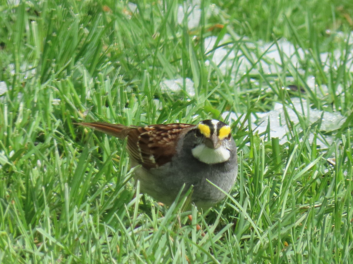 White-throated Sparrow - ML618748570