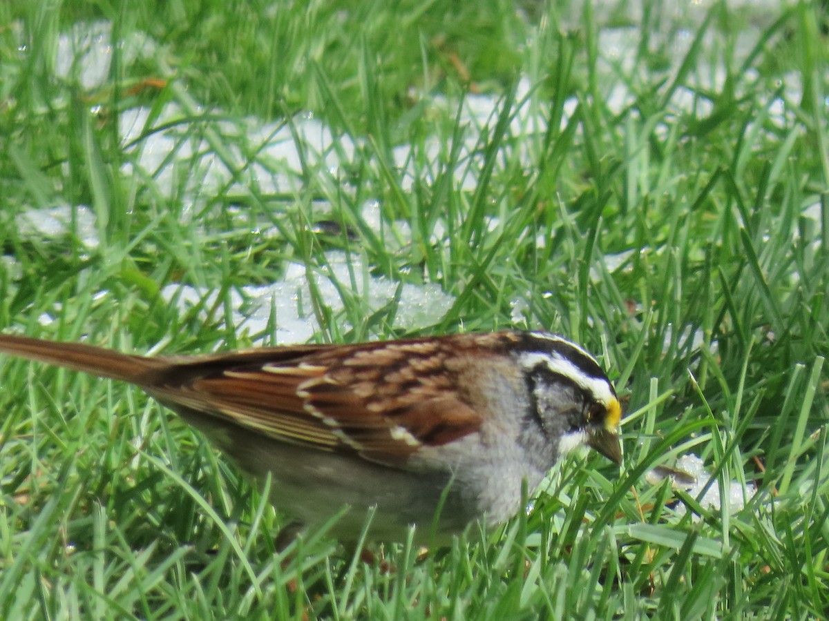 White-throated Sparrow - ML618748571