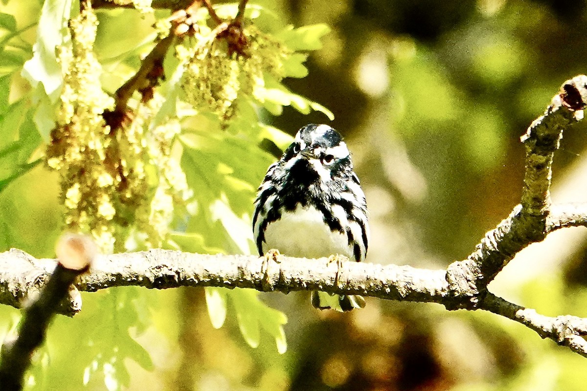 Black-and-white Warbler - ML618748583