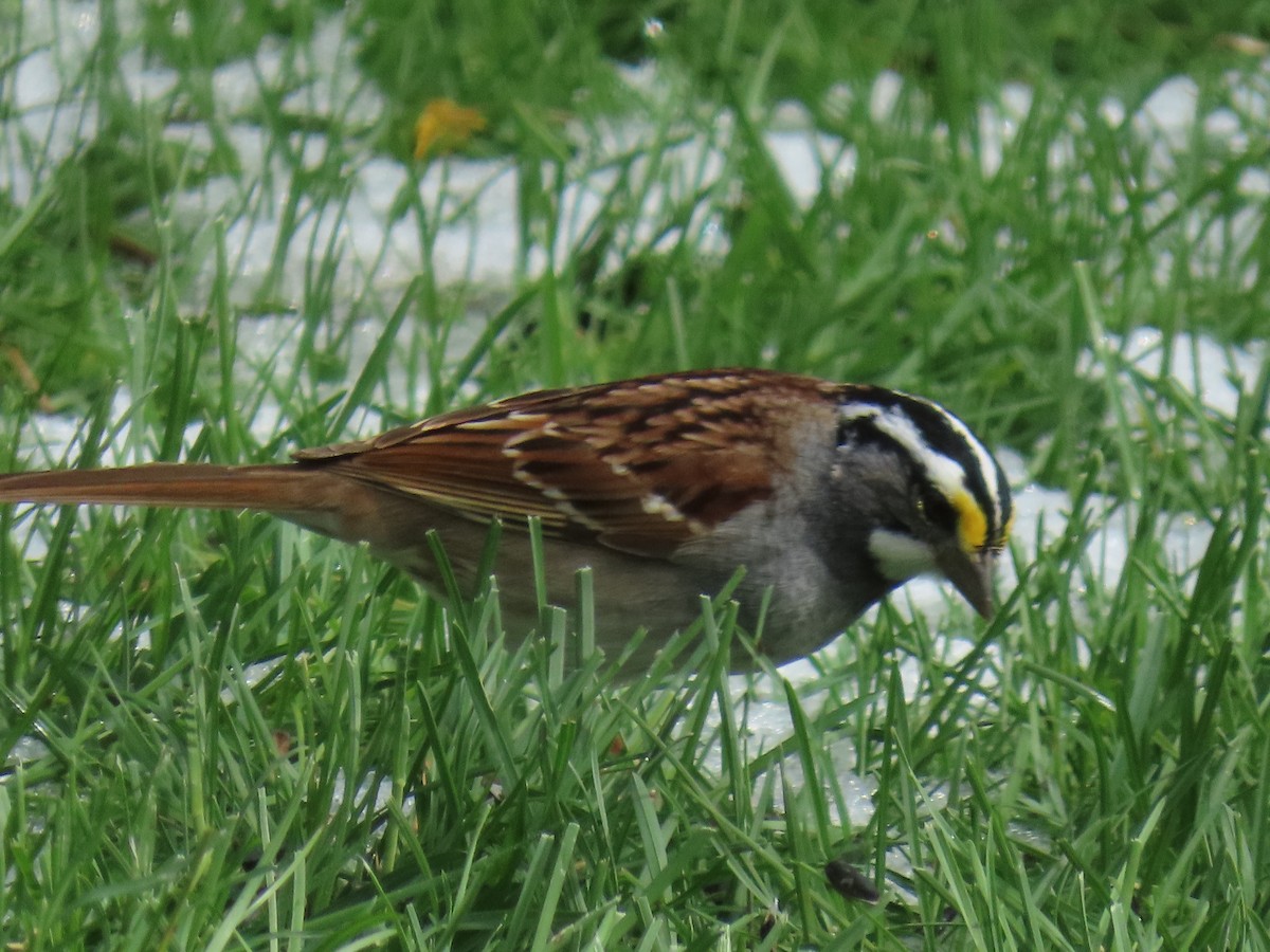 White-throated Sparrow - ML618748584