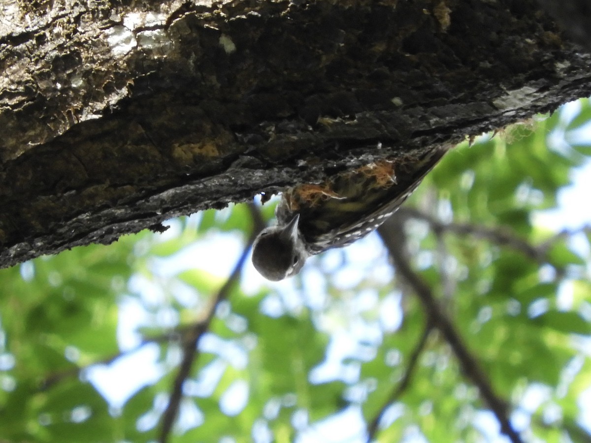 Philippine Pygmy Woodpecker - ML618748604