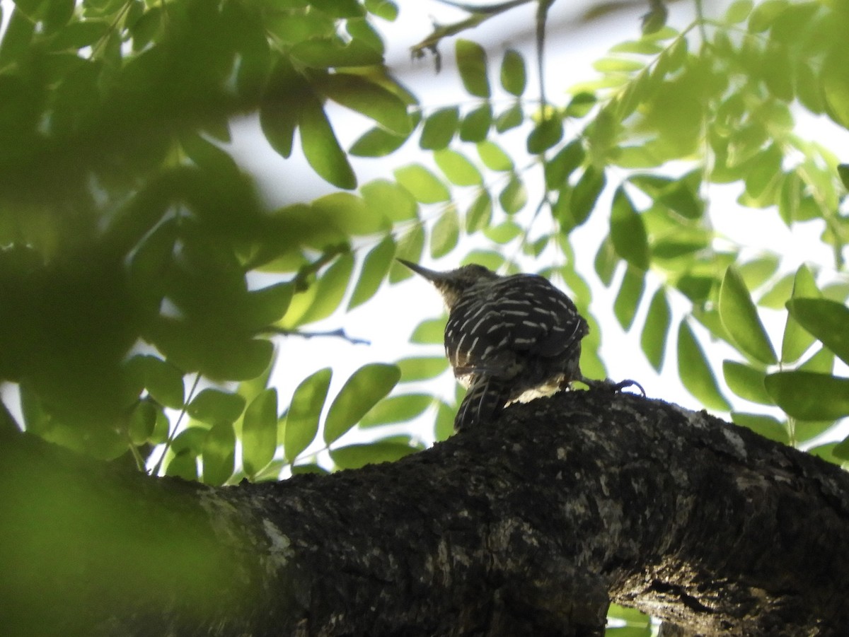 Philippine Pygmy Woodpecker - ML618748605