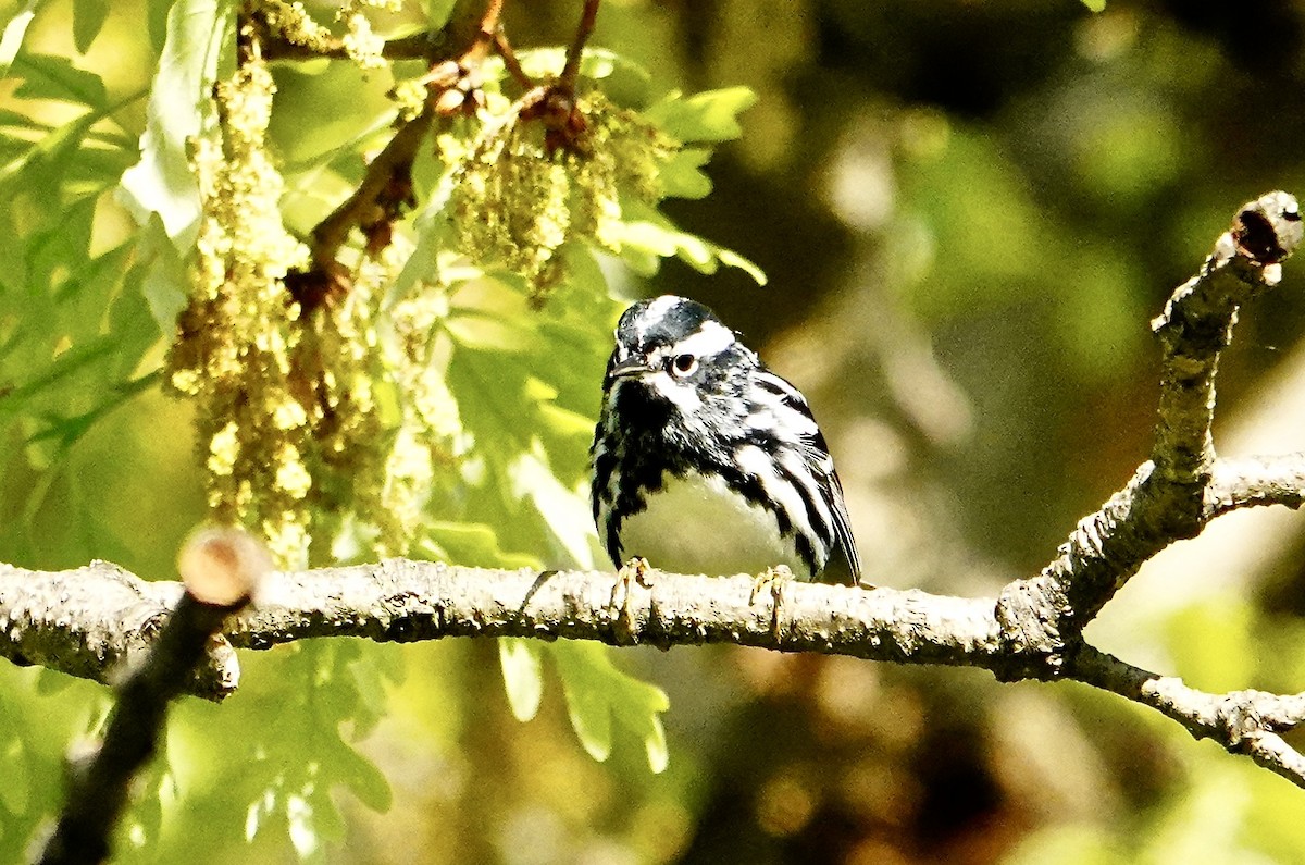 Black-and-white Warbler - ML618748618