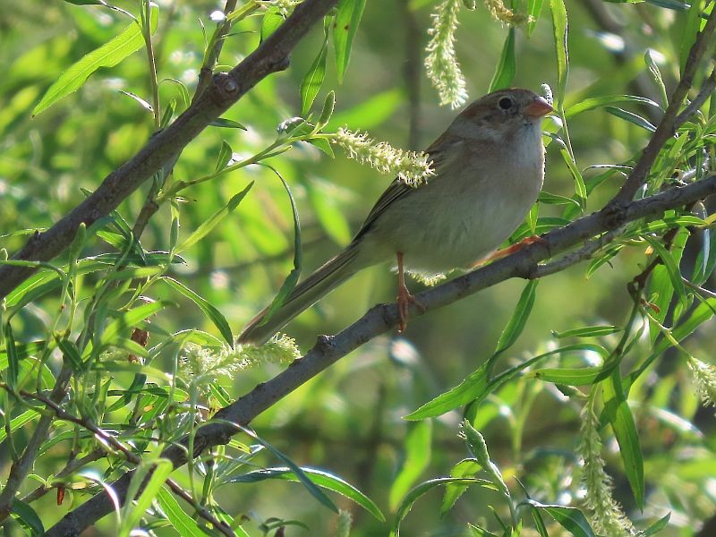Field Sparrow - ML618748635