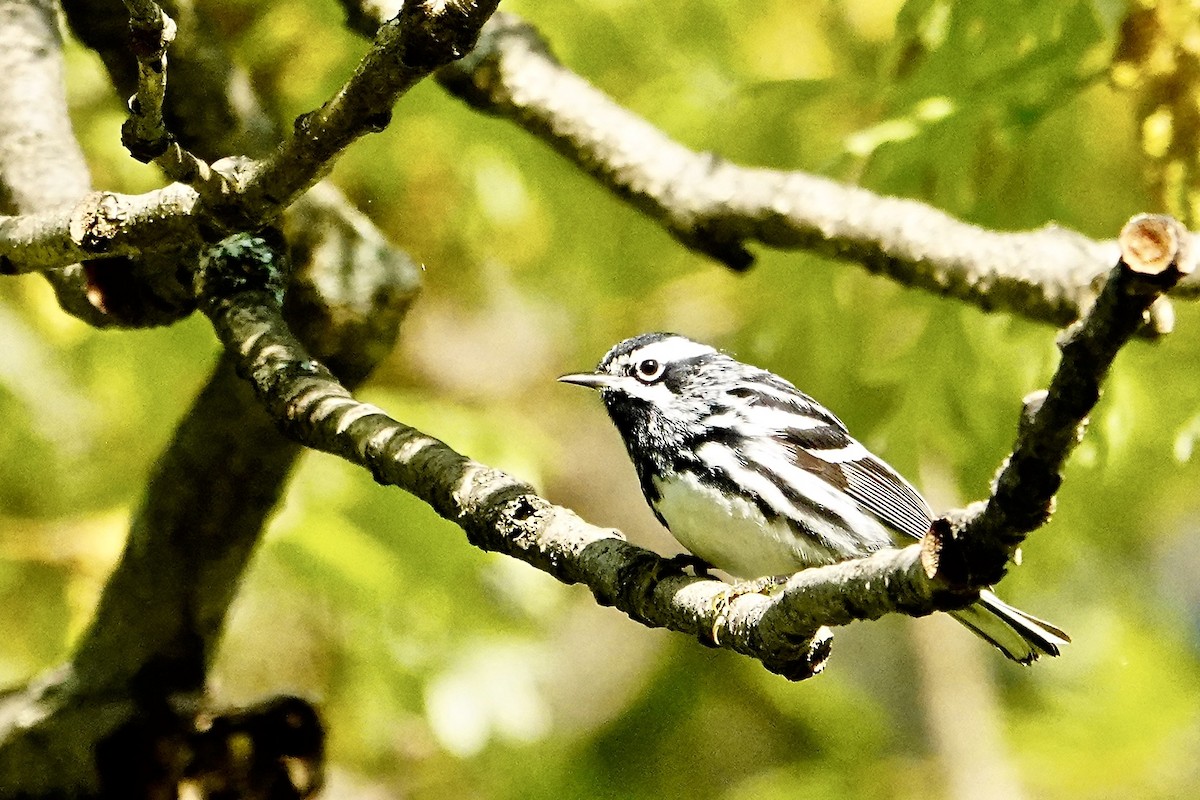 Black-and-white Warbler - ML618748652