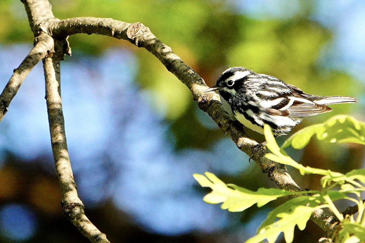 Black-and-white Warbler - ML618748675