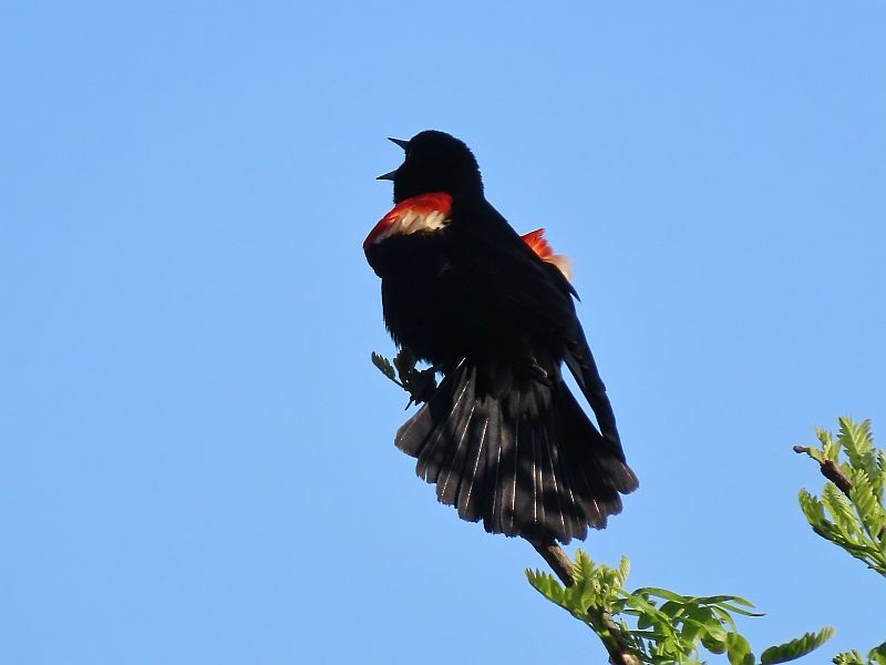 Red-winged Blackbird - ML618748709