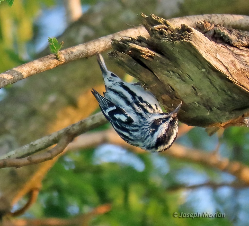 Black-and-white Warbler - ML618748713